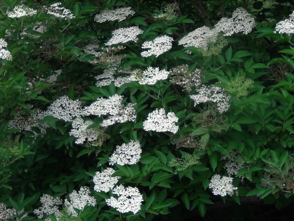 Elder tree, Sambucus nigra