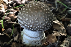 Grey Spotted Amanita