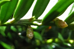 Female Flowers