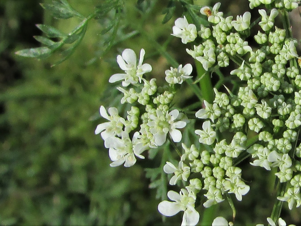 Fools Parsley, Fools Cicely, Poison Parsley, Aethusa cynapium