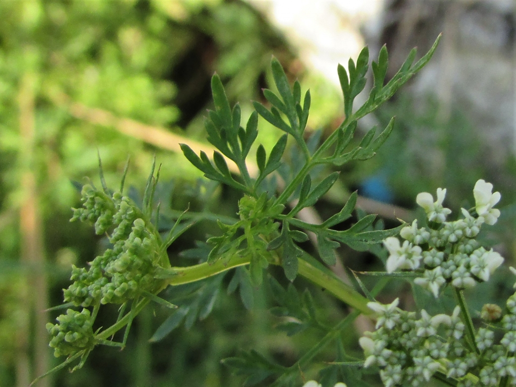 Fools Parsley, Fools Cicely, Poison Parsley, Aethusa cynapium