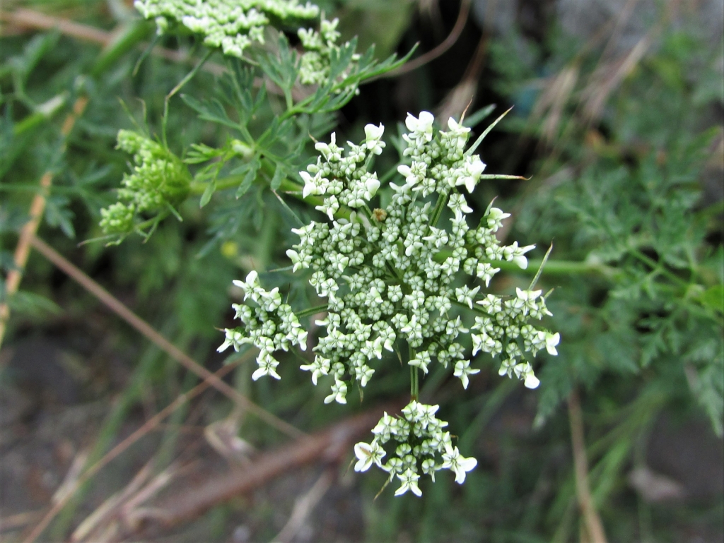 Fools Parsley, Fools Cicely, Poison Parsley, Aethusa cynapium