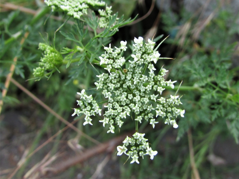 Fools Parsley, Fools Cicely, Poison Parsley, Aethusa cynapium
