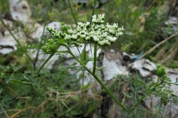 Fool's Parsley