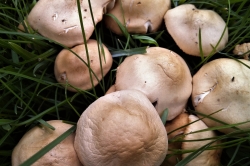 Fairy Ring Champignons