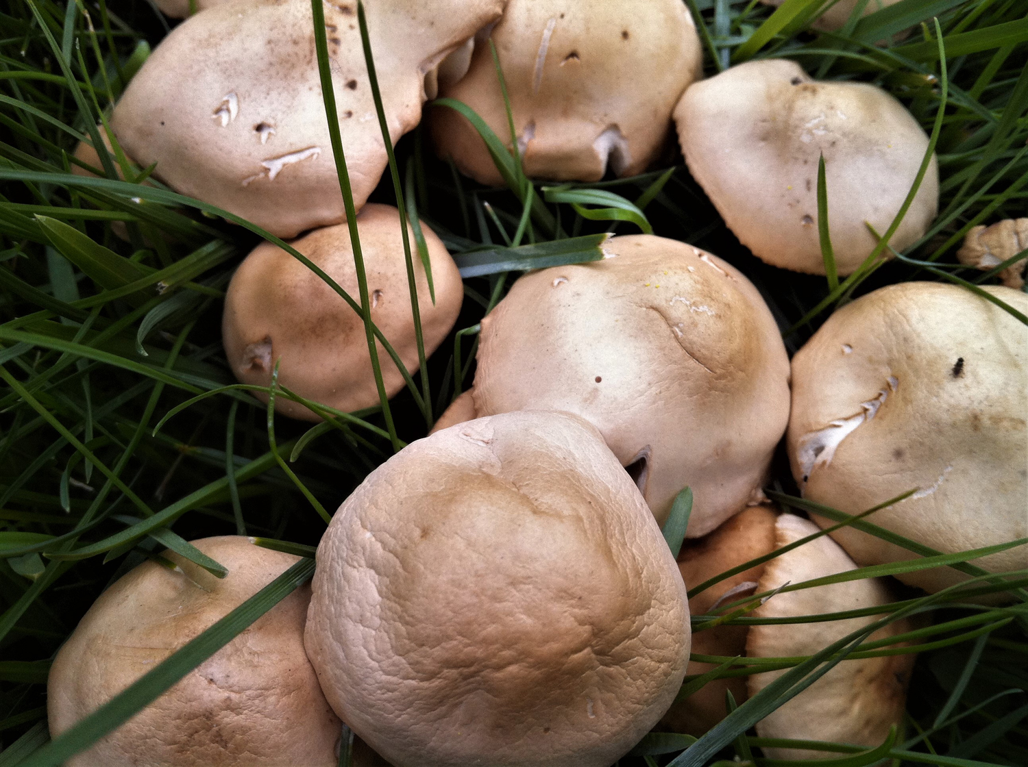Fairy-Ring-3.jpg