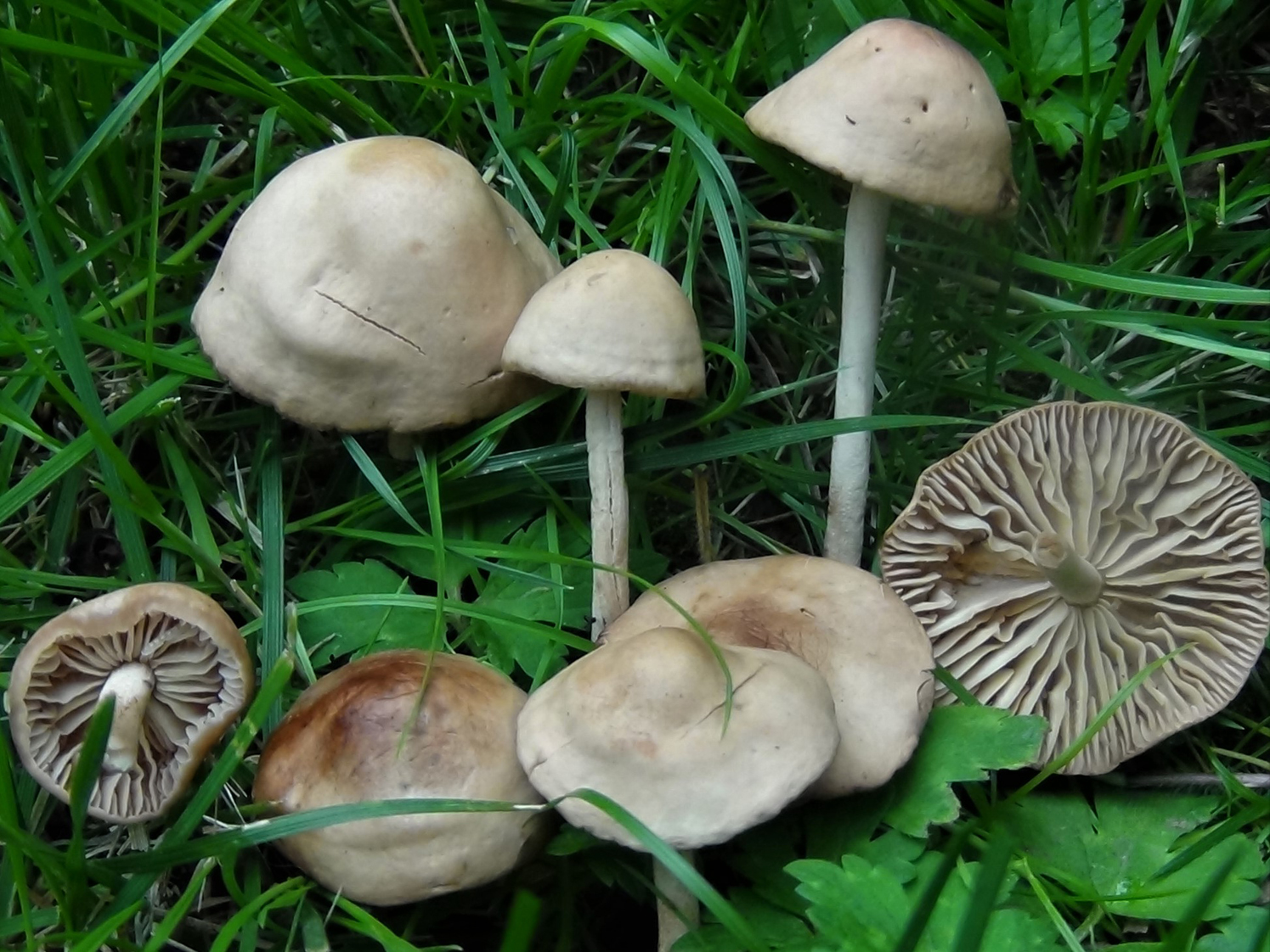 Fairy Ring Champignons