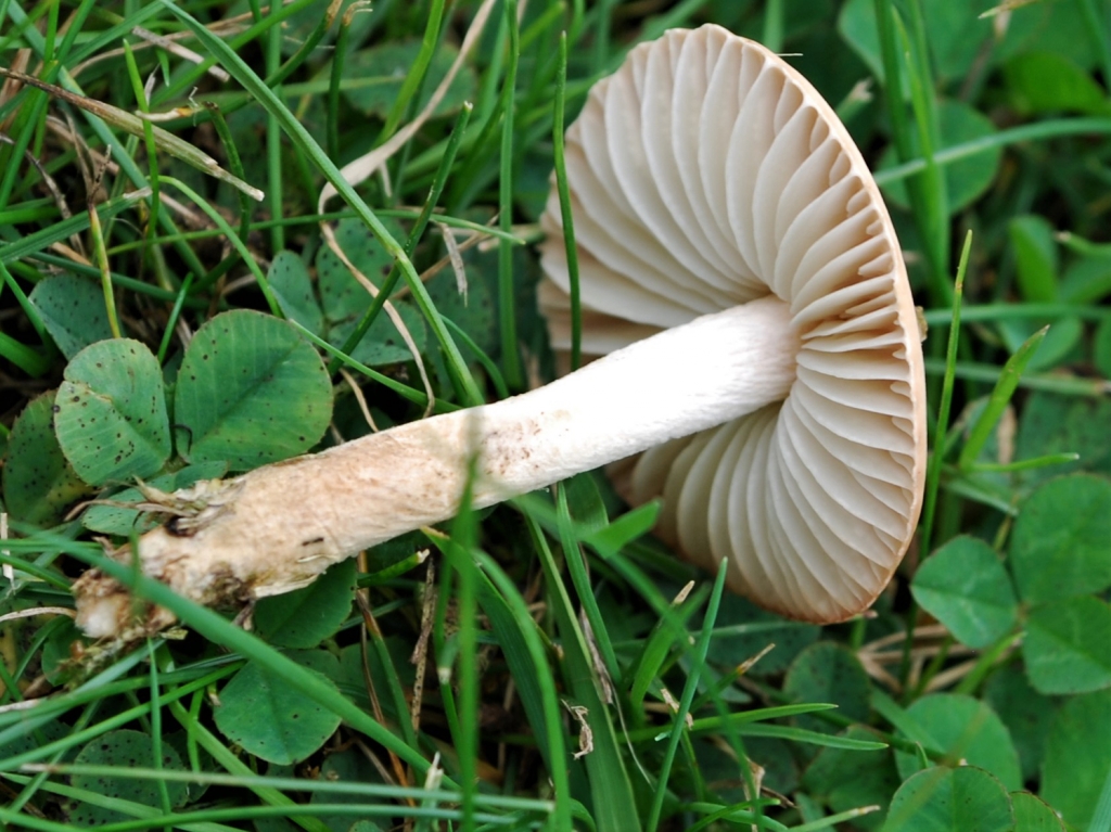 Fairy Ring Champignons