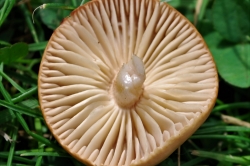 Gills