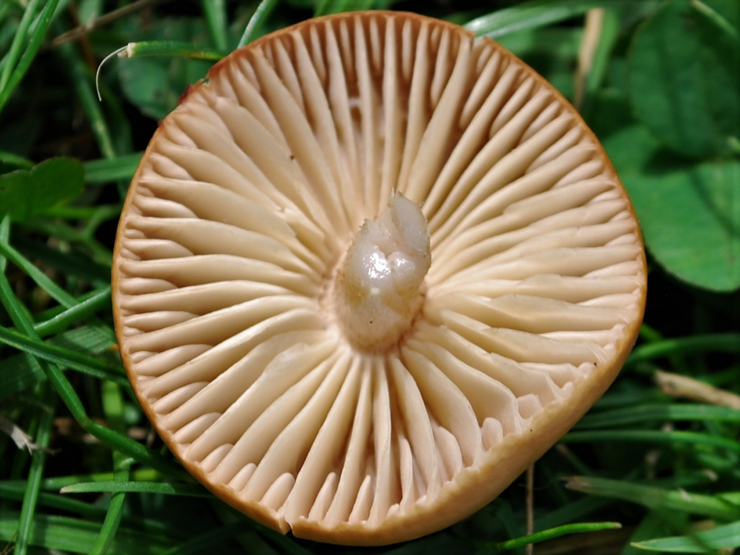 Fairy Ring Champignons