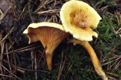 False Chanterelle