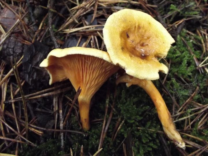 False Chanterelle