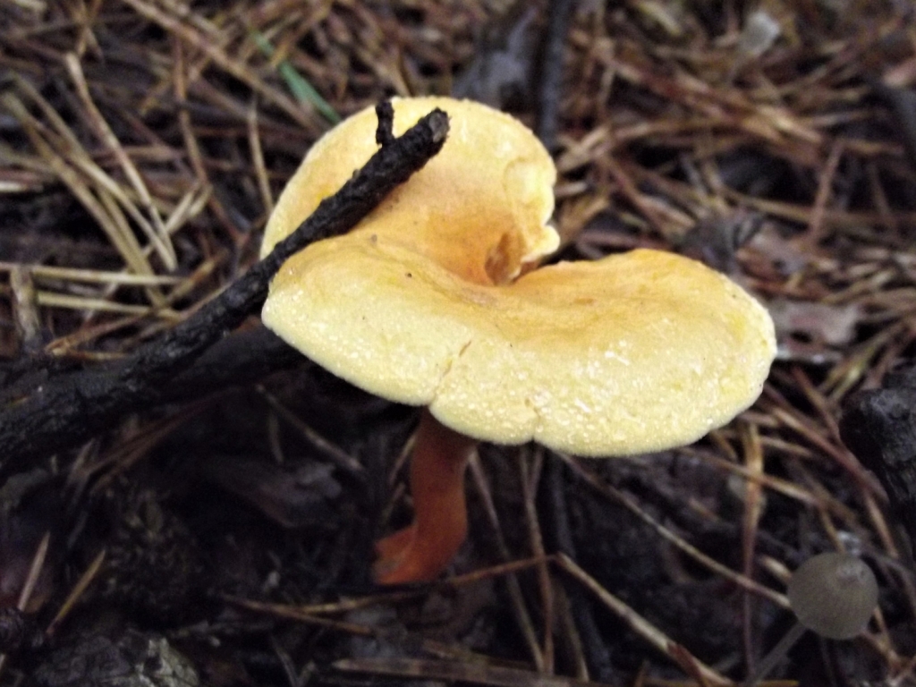 False Chanterelle