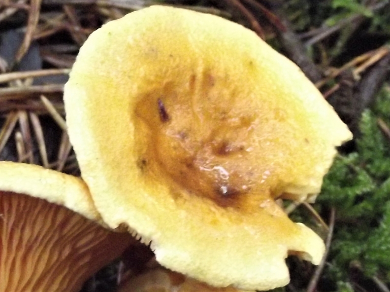 False Chanterelle