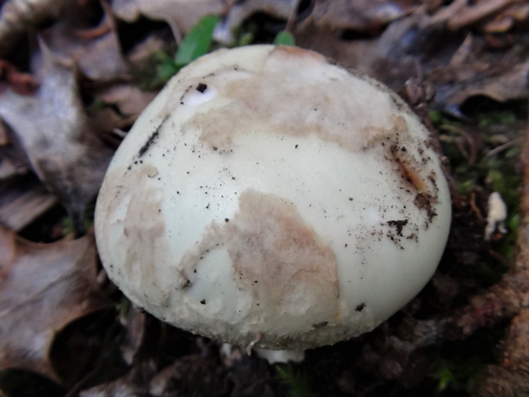 False Deathcap