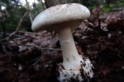 False Deathcap