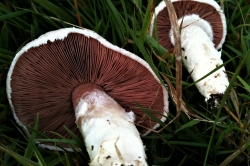 Field Mushroom