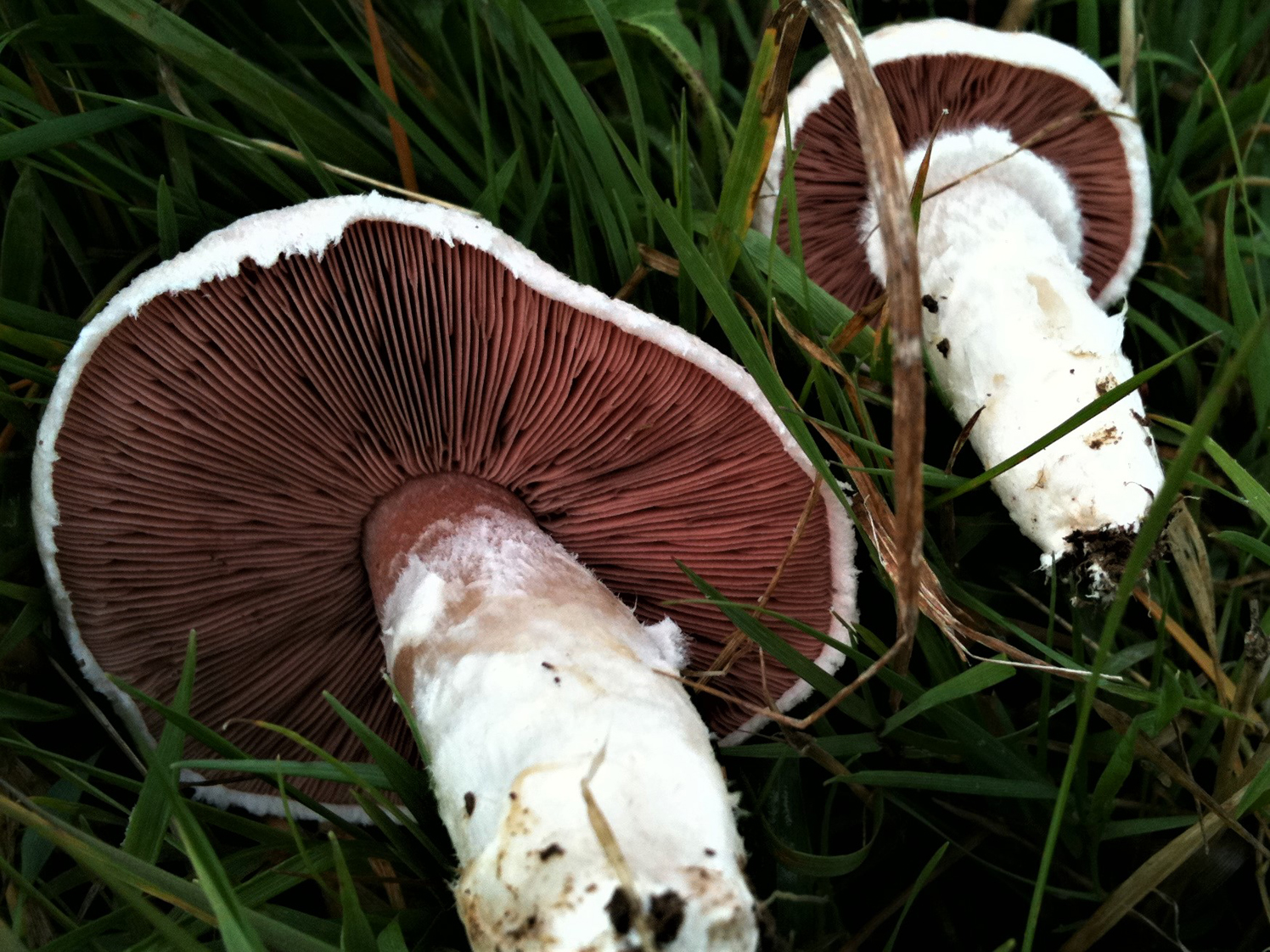field trip mushrooms