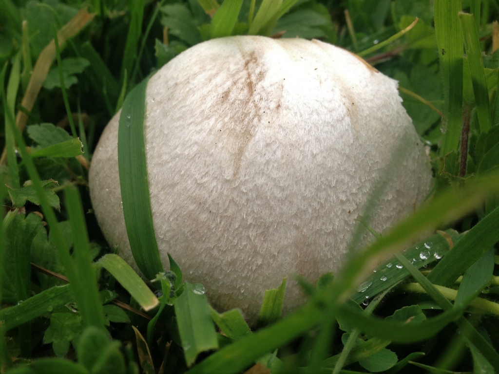 Field Mushroom