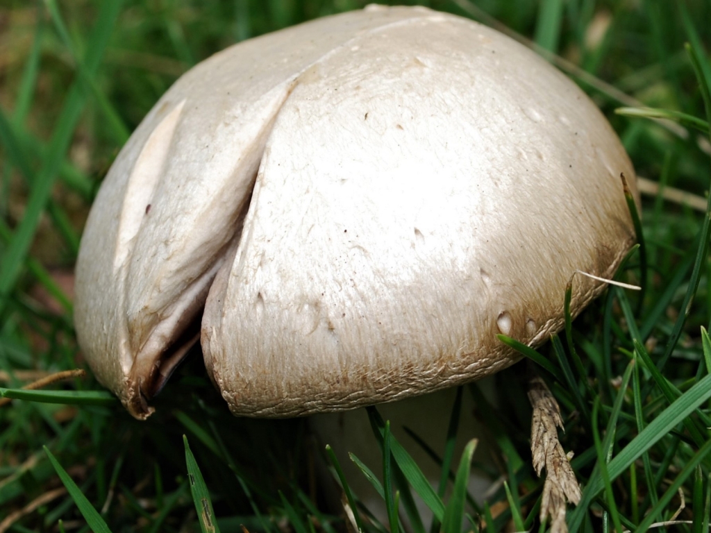 Field Mushroom