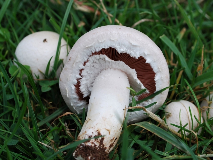 Field Mushroom