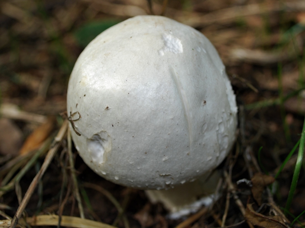 Field Mushroom
