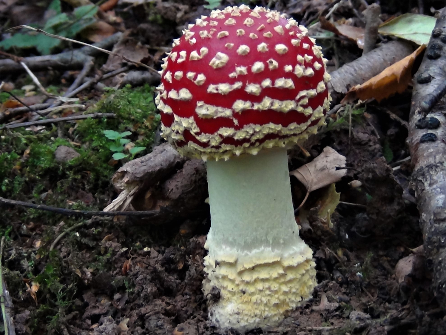 Fly agaric