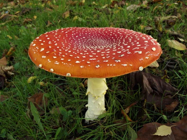 Fly Agaric