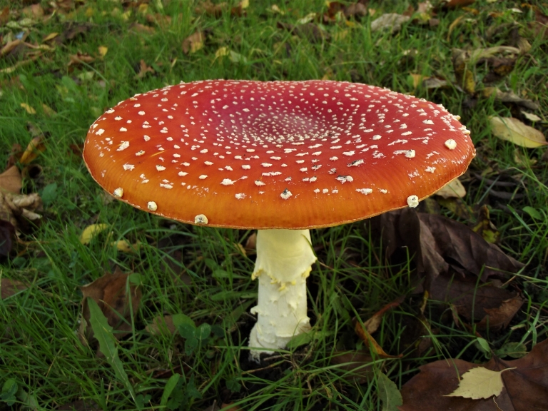 does fly agaric make you trip