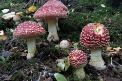 Fly Agaric