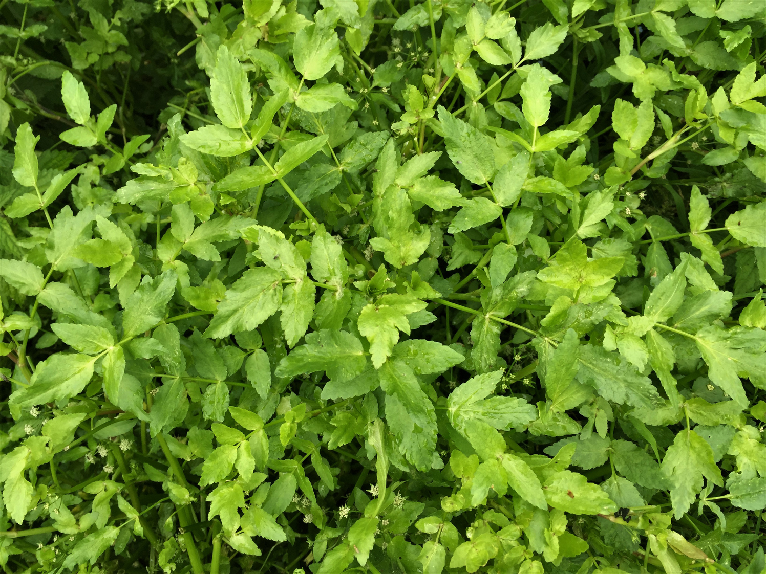 Fool s Watercress Poor Man s Watercress Apium Nodiflorum