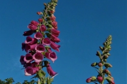 Foxglove