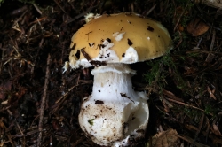 Jewelled Amanita