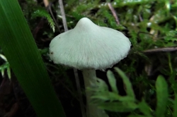 White Fibrecap