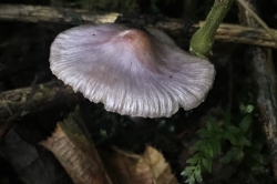 Lilac Fibrecap