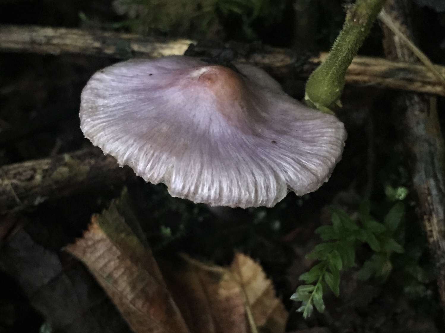 Geophylla-Lilac-4.jpg