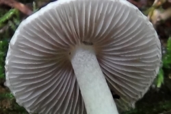 Gills