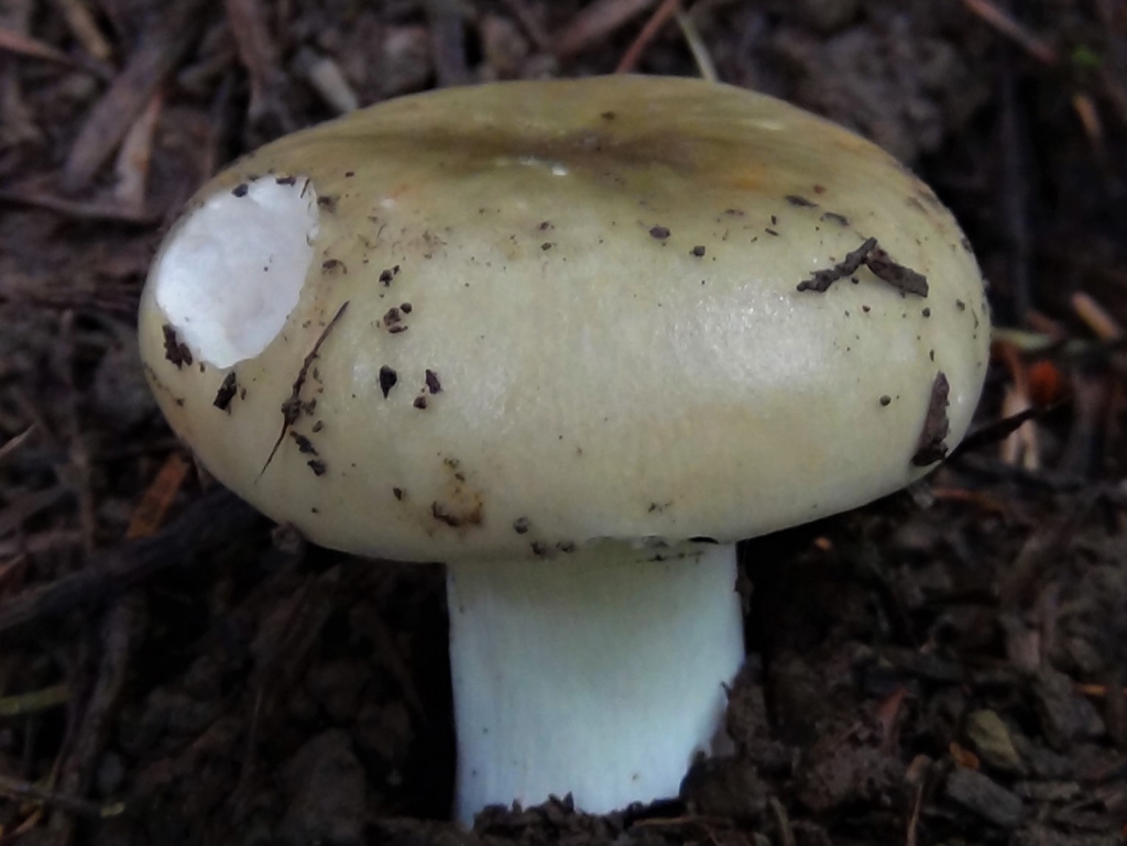 Geranium Brittlegill