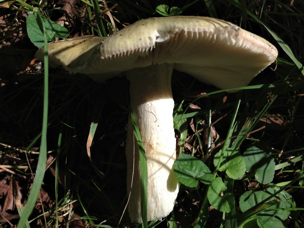 Geranium Brittlegill