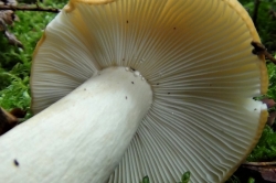 Gills