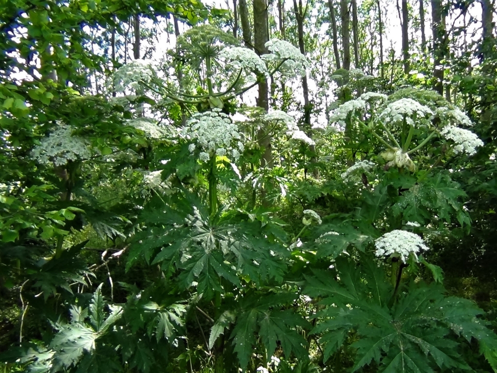 Giant Hogweed, Cartwheel Flower, Hogsbane, Giant Cow Parsley, Giant Cow