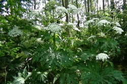 Giant Hogweed