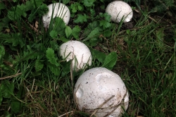 Giant Puffball