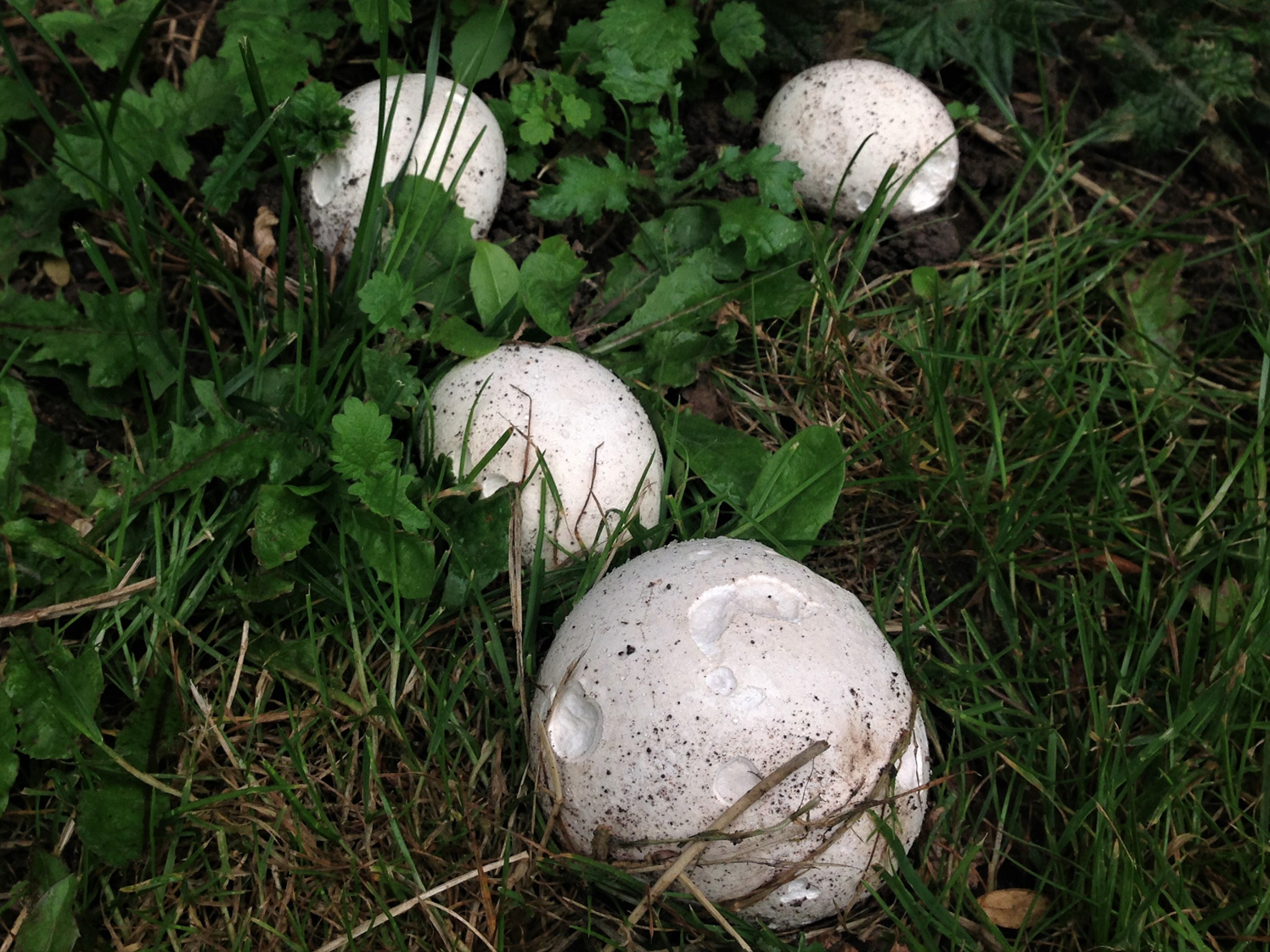 Giant Puffball