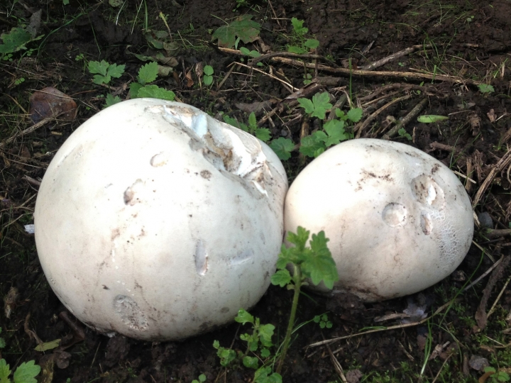 Giant Puffball - Wild Food UK