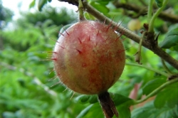 Wild Gooseberry