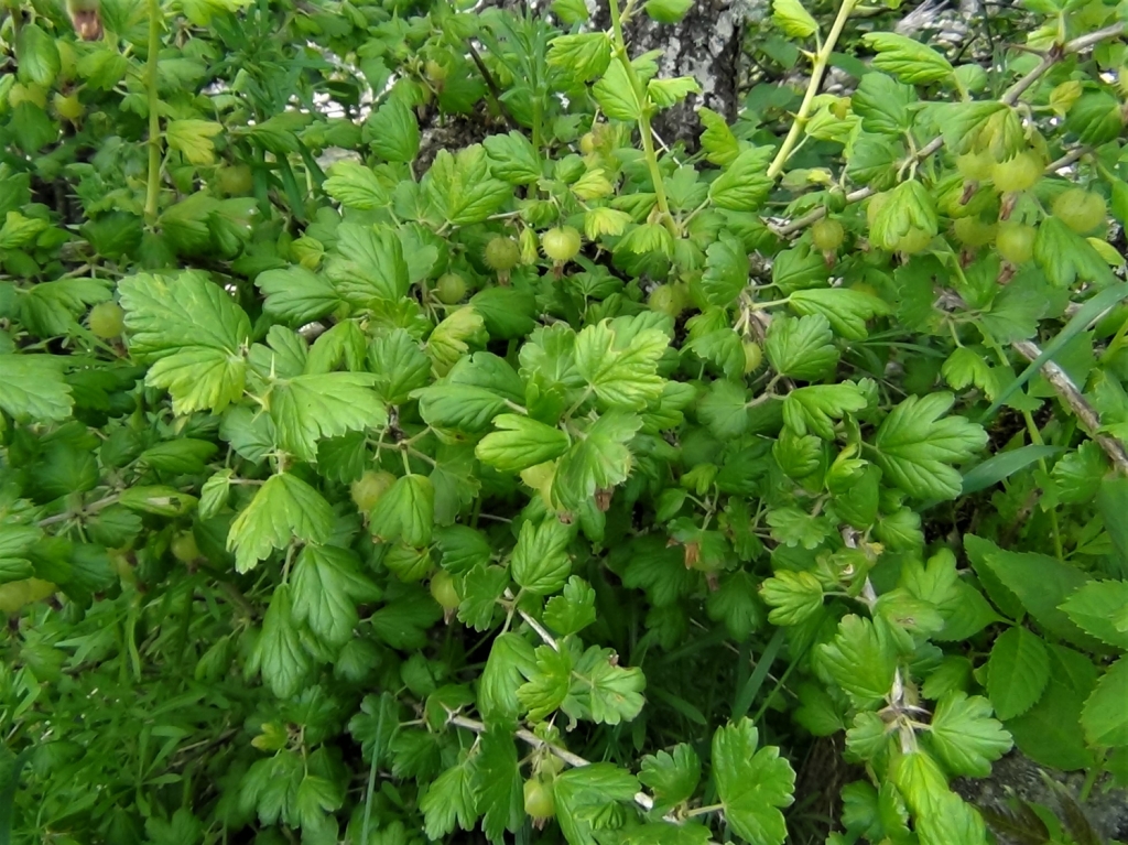 Wild Gooseberry, Ribes uvacrispa
