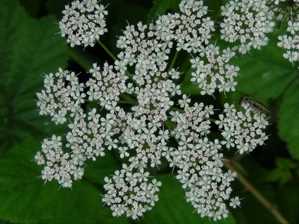 Ground Elder, Goutweed, Weed, Aegopodium podagraria