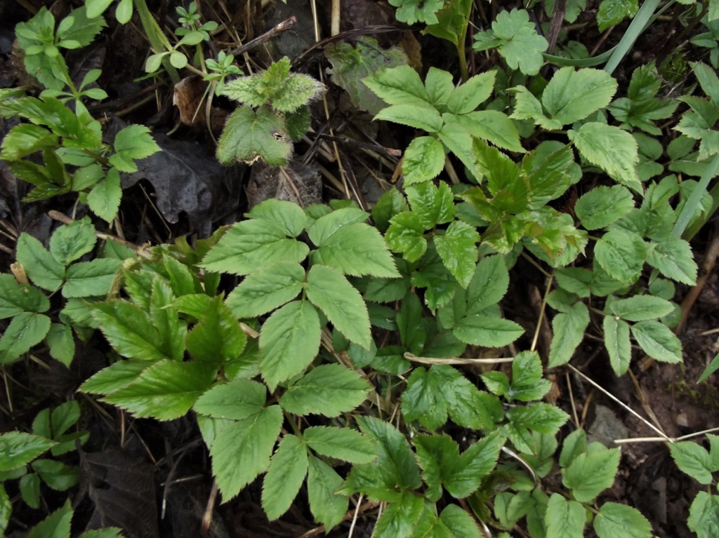 Ground Elder, Goutweed, Weed, Aegopodium podagraria