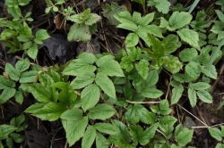 Ground Elder